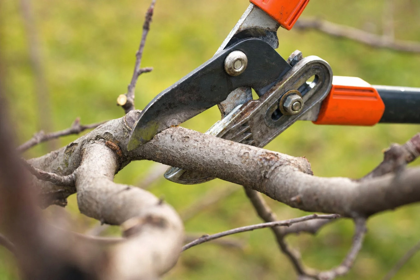 Tree pruning in Aliso Viejo, CA