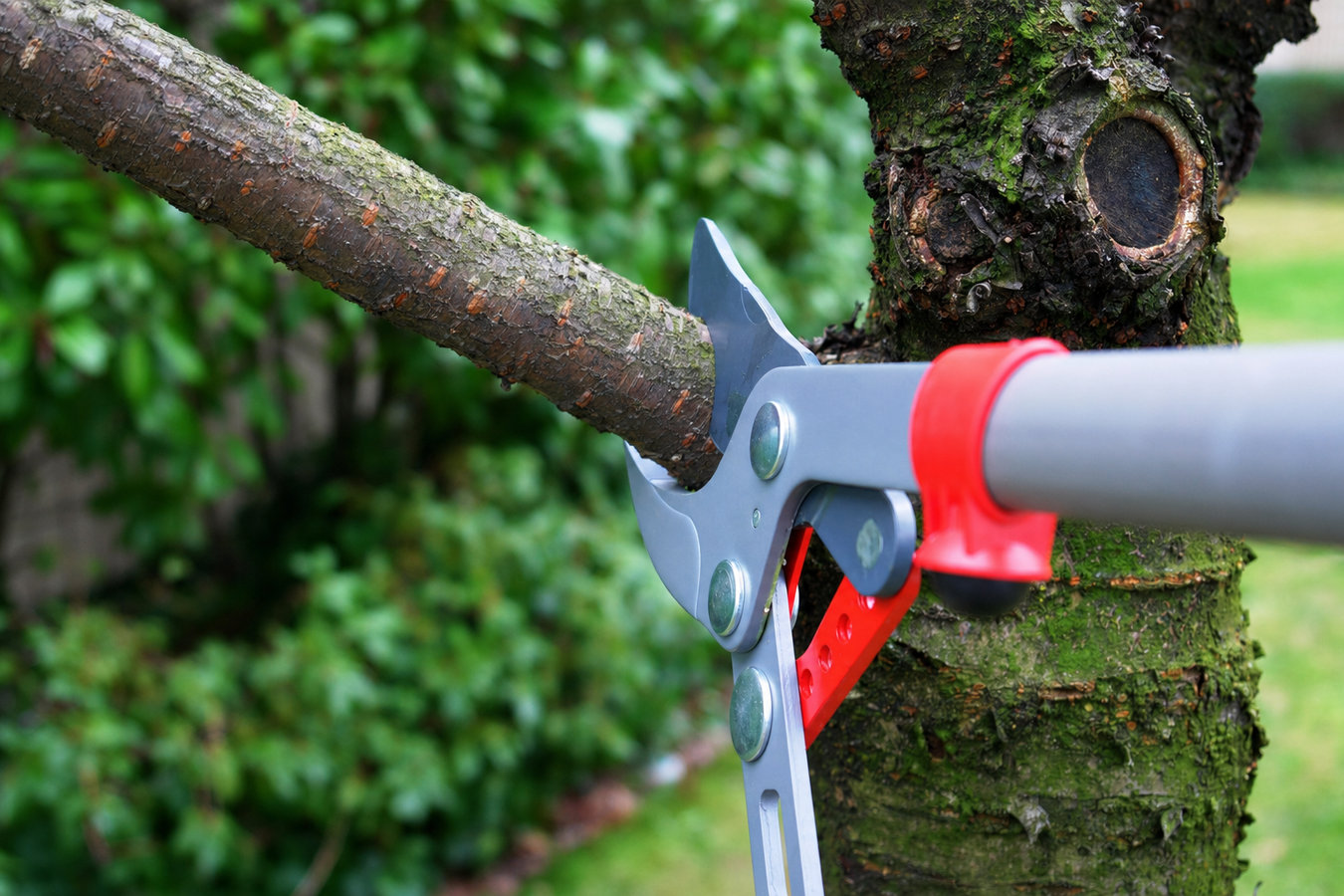Tree trimming in Aliso Viejo, CA